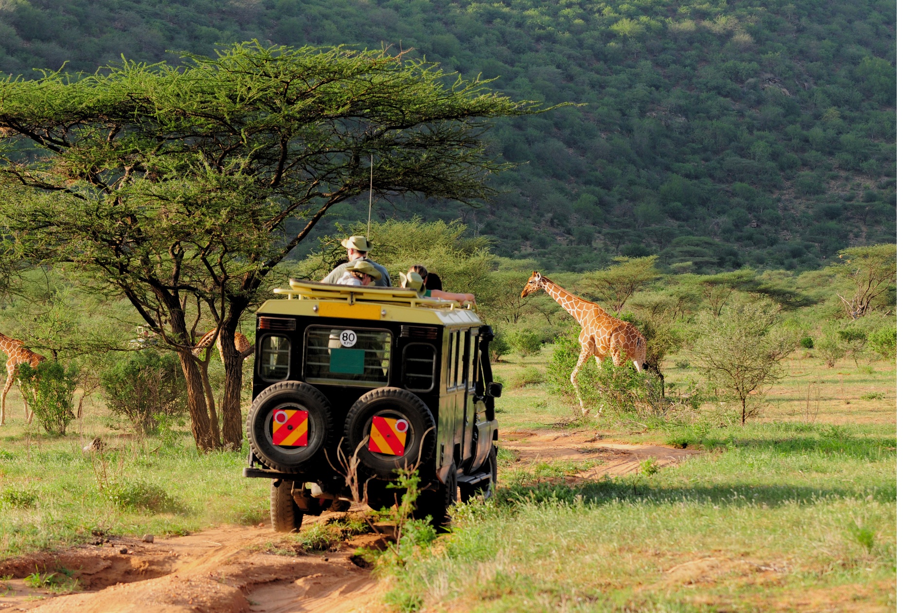 Safari vehicle viewing giraffes